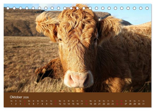 Produktbild: Schottische Hochlandrinder - Highland Cattle (Tischkalender 2026 DIN A5 quer), CALVENDO Monatskalender