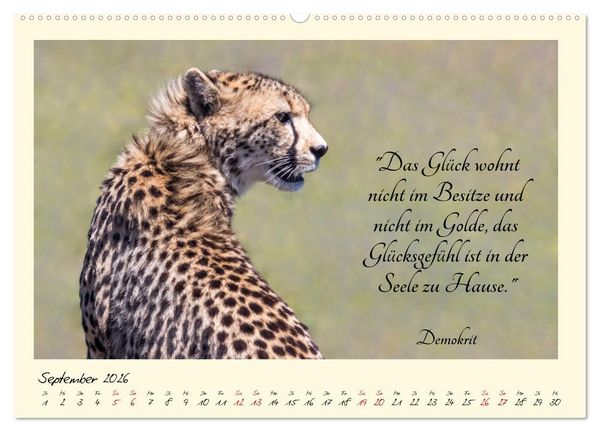 Produktbild: Gl&uuml;cksmomente Gl&uuml;cks-Zitate zu Fotos der gro&szlig;artigen s&uuml;dafrikanischen Tierwelt (hochwertiger Premium Wandkalender 2026 DIN A2 quer), Kunstdruck in Hochglanz