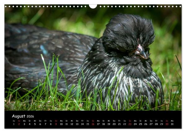 Produktbild: Gartenh&uuml;hner (Wandkalender 2026 DIN A3 quer), CALVENDO Monatskalender