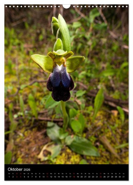 Produktbild: Orchideen in S&uuml;deuropa (Wandkalender 2026 DIN A3 hoch), CALVENDO Monatskalender