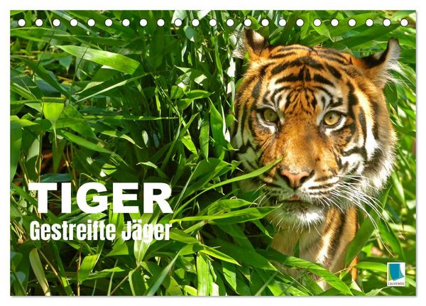 Tiger: Gestreifte Jäger (Tischkalender 2026 DIN A5 quer), CALVENDO Monatskalender