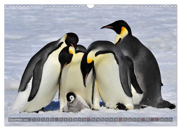 Produktbild: Penguins Unique and amazing birds (Wall Calendar 2026 DIN A3 landscape), CALVENDO 12 Month Wall Calendar