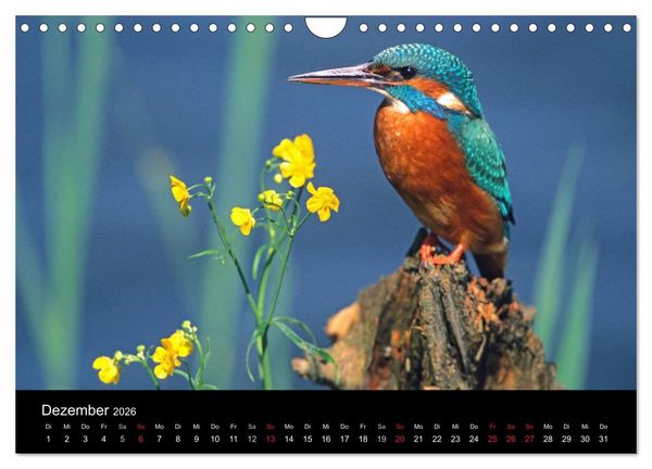 Produktbild: V&ouml;gel (Wandkalender 2026 DIN A4 quer), CALVENDO Monatskalender