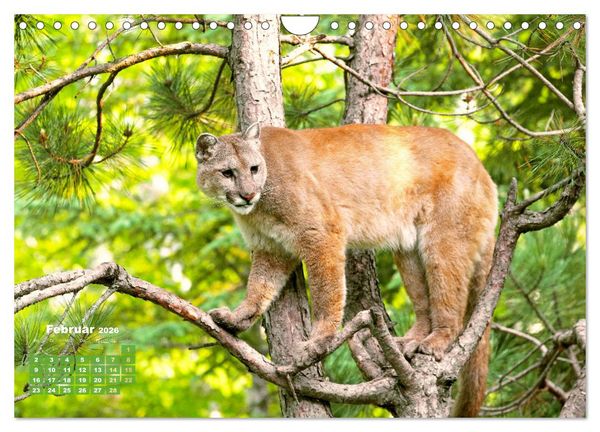 Produktbild: Puma: Auf leisen Pfoten (Wandkalender 2026 DIN A4 quer), CALVENDO Monatskalender