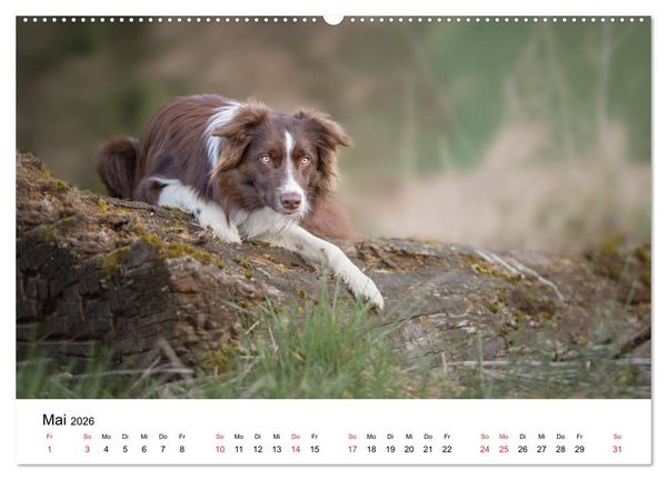 Produktbild: Border Collie - Bunt und clever! (hochwertiger Premium Wandkalender 2026 DIN A2 quer), Kunstdruck in Hochglanz
