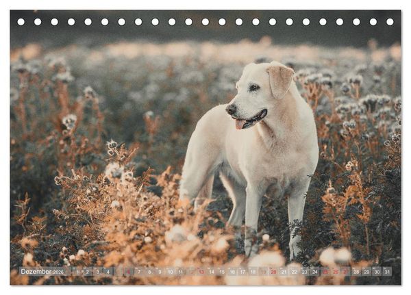 Produktbild: Faszination Labrador - gelb, foxred, schwarz (Tischkalender 2026 DIN A5 quer), CALVENDO Monatskalender