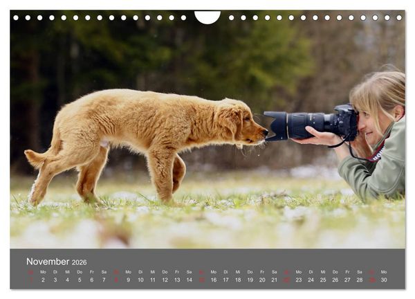 Produktbild: Chesley Kleiner Hund grosse Abenteuer (Wandkalender 2026 DIN A4 quer), CALVENDO Monatskalender