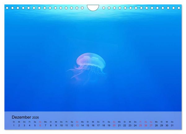 Produktbild: Quallen. Die Welt der Medusen (Wandkalender 2026 DIN A4 quer), CALVENDO Monatskalender