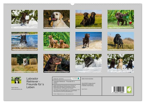 Produktbild: Labrador Retriever - Freunde f&uuml;r&acute;s Leben (hochwertiger Premium Wandkalender 2026 DIN A2 quer), Kunstdruck in Hochglanz