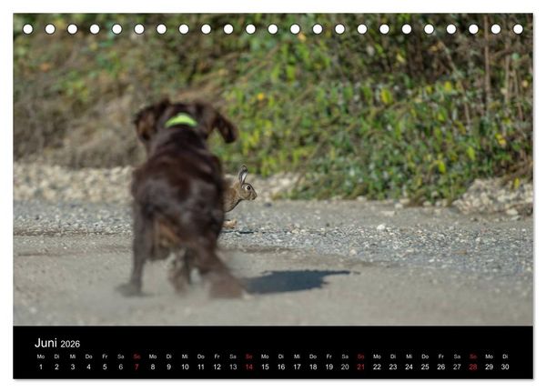 Produktbild: Jagdhunde bei der Arbeit (Tischkalender 2026 DIN A5 quer), CALVENDO Monatskalender