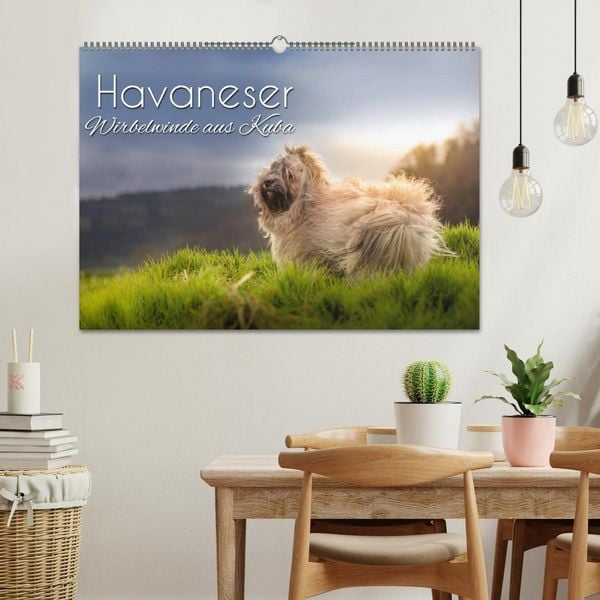 Produktbild: Havaneser - Wirbelwinde aus Kuba (Wandkalender 2026 DIN A2 quer), CALVENDO Monatskalender