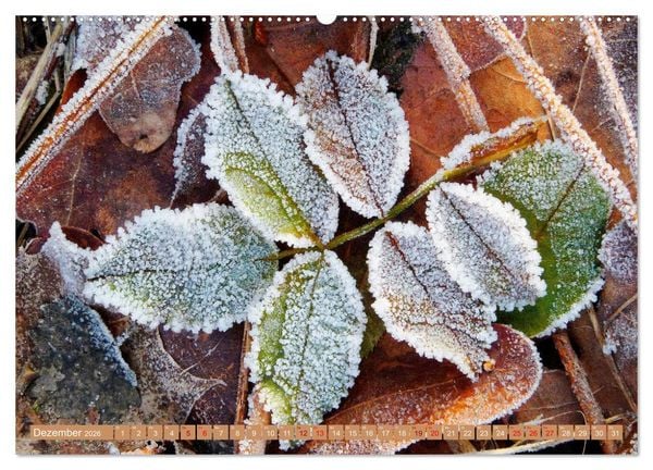 Produktbild: Natur, die bezaubert (Wandkalender 2026 DIN A2 quer), CALVENDO Monatskalender