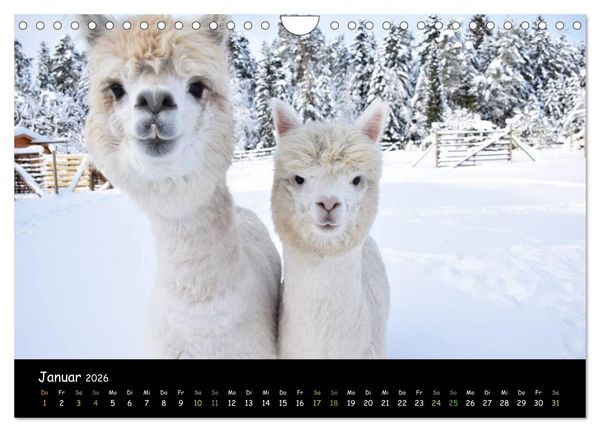 Produktbild: Alpakas zum Verlieben (Wandkalender 2026 DIN A4 quer), CALVENDO Monatskalender