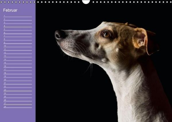 Produktbild: Bunte Pfoten / Geburtstagskalender (Wandkalender immerw&auml;hrend DIN A3 quer)