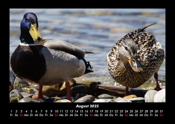 Produktbild: Enten 2025 Fotokalender DIN A3