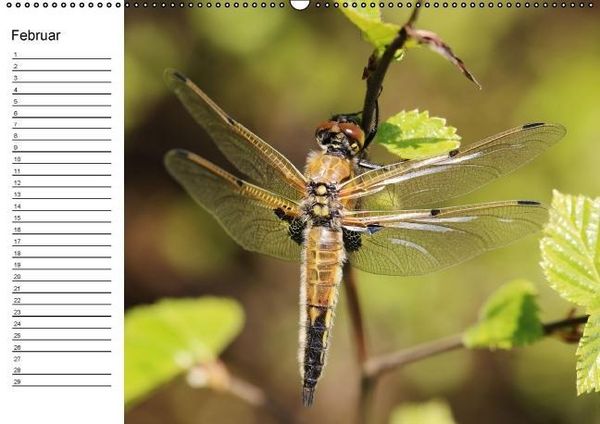 Produktbild: Libellen Geburtstagskalender (Wandkalender immerw&auml;hrend DIN A2 quer)