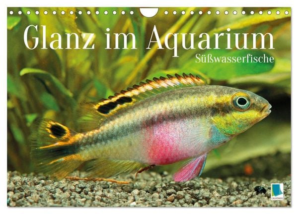 Produktbild: Glanz im Aquarium: S&uuml;&szlig;wasserfische (Wandkalender 2026 DIN A4 quer), CALVENDO Monatskalender