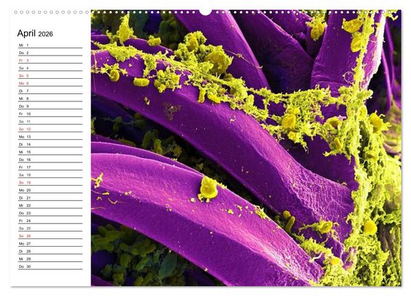 Produktbild: Mikrobiologie. Mikroorganismen, Genetik und Zellen (hochwertiger Premium Wandkalender 2026 DIN A2 quer), Kunstdruck in Hochglanz