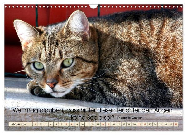 Produktbild: Samtpfoten Lebendige Poesie (Wandkalender 2026 DIN A3 quer), CALVENDO Monatskalender