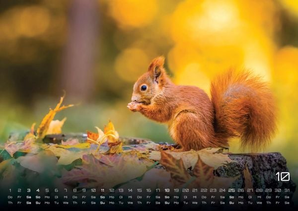 Produktbild: Waldtiere - Heimische Waldbewohner - Der Tierkalender - 2026 - Kalender DIN A2