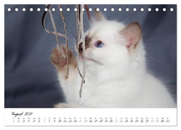 Produktbild: Ragdoll Kitten (Tischkalender 2027 DIN A5 quer), CALVENDO Monatskalender