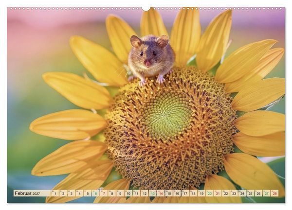 Produktbild: Niedliche Feldm&auml;use in Pastellfarben (hochwertiger Premium Wandkalender 2027 DIN A2 quer), Kunstdruck in Hochglanz