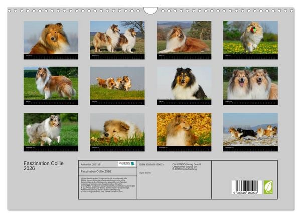 Produktbild: Faszination Collie 2026 (Wandkalender 2026 DIN A3 quer), CALVENDO Monatskalender