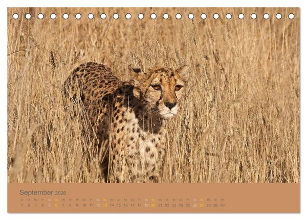 Produktbild: Afrika Impressionen. NAMIBIA - S&Uuml;DAFRIKA - BOTSWANA (Tischkalender 2026 DIN A5 quer), CALVENDO Monatskalender