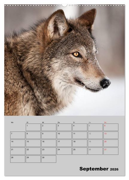 Produktbild: Wolf-Gesichter (Wandkalender 2026 DIN A2 hoch), CALVENDO Monatskalender