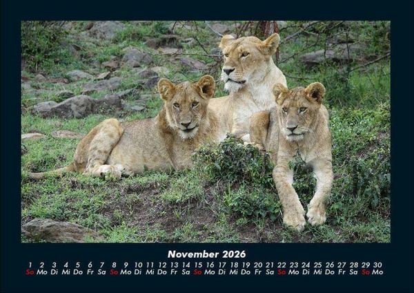 Produktbild: L&ouml;wen in der Wildnis 2026 Fotokalender DIN A4