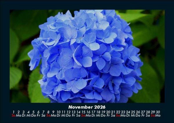 Produktbild: Pflanzen und Bl&uuml;ten 2026 Fotokalender DIN A5