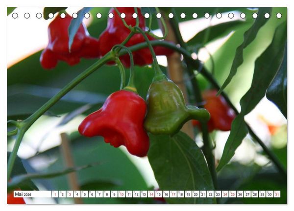 Produktbild: F&uuml;r Chili Liebhaber (Tischkalender 2026 DIN A5 quer), CALVENDO Monatskalender
