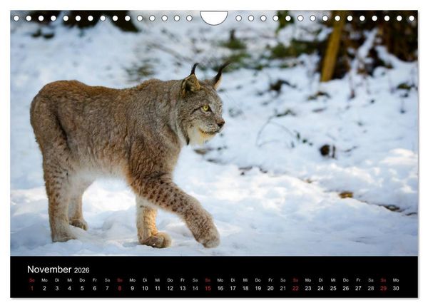 Produktbild: Luchse - Europas gr&ouml;&szlig;te Katzen (Wandkalender 2026 DIN A4 quer), CALVENDO Monatskalender