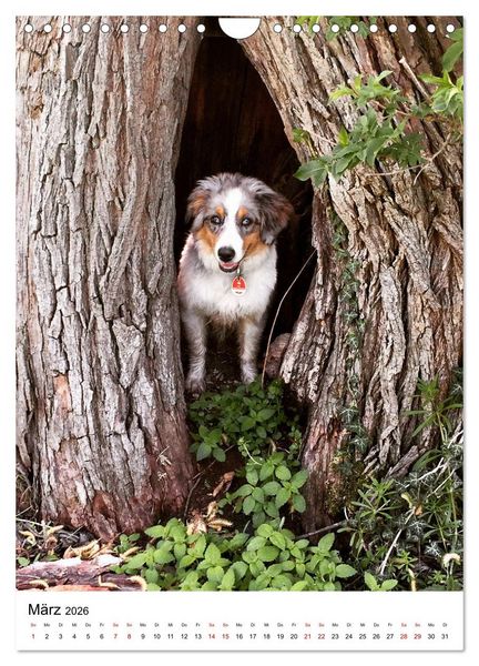 Produktbild: Hermine - Ein Jahr mit einem Mini Australian Shepherd (Wandkalender 2026 DIN A4 hoch), CALVENDO Monatskalender