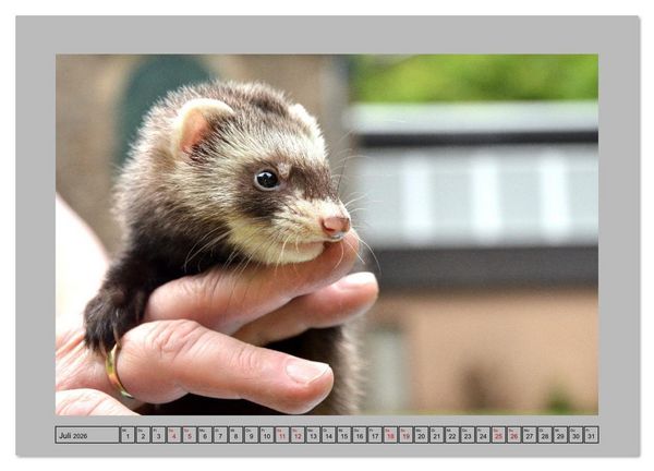 Produktbild: Frettchen - Freche Kobolde (Wandkalender 2026 DIN A3 quer), CALVENDO Monatskalender