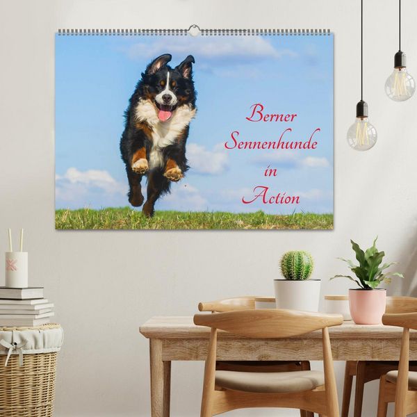 Produktbild: Berner Sennenhunde in Action (Wandkalender 2026 DIN A2 quer), CALVENDO Monatskalender