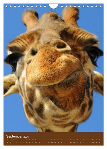 Produktbild: Giraffen (Wandkalender 2026 DIN A4 hoch), CALVENDO Monatskalender
