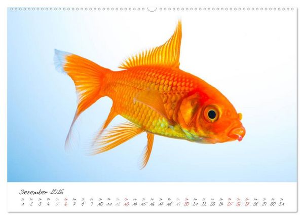 Produktbild: Goldy - mein Goldfisch (hochwertiger Premium Wandkalender 2026 DIN A2 quer), Kunstdruck in Hochglanz
