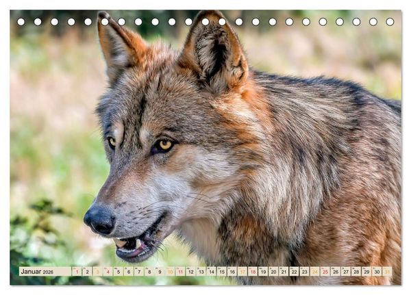 Produktbild: Wolf - Imposanter J&auml;ger (Tischkalender 2026 DIN A5 quer), CALVENDO Monatskalender