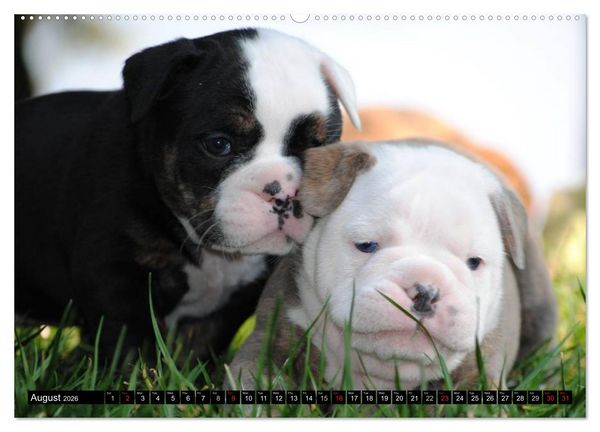 Produktbild: Bulldogs - Old English Bulldog Puppies (High Quality Premium Wall Calendar 2026 DIN A2 landscape),CALVENDO 12 Month Wall Calendar
