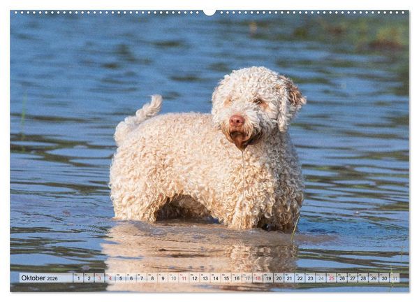 Produktbild: Lagotto Romagnolo - Ein Hund zum Verlieben (hochwertiger Premium Wandkalender 2026 DIN A2 quer), Kunstdruck in Hochglanz