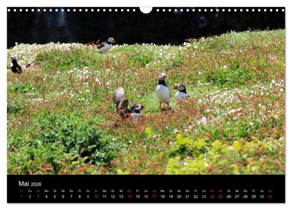 Produktbild: Puffins, Papageitauchern ganz nah (Wandkalender 2026 DIN A3 quer), CALVENDO Monatskalender