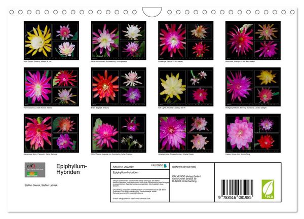 Produktbild: Epiphyllum-Hybriden (Wandkalender 2026 DIN A4 quer), CALVENDO Monatskalender
