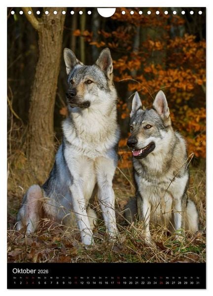 Produktbild: Faszination Wolfhund (Wandkalender 2026 DIN A4 hoch), CALVENDO Monatskalender