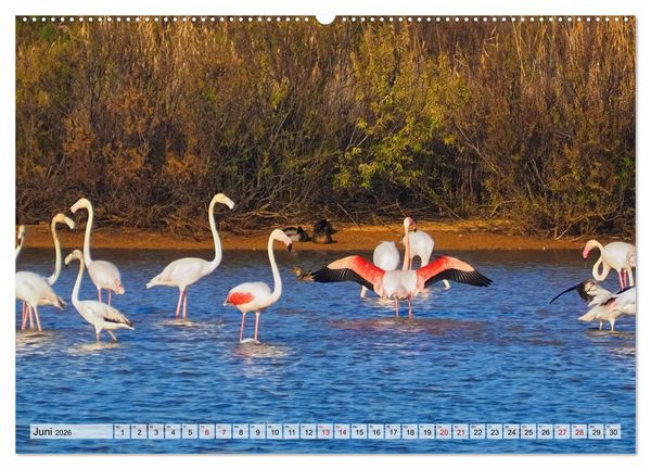 Produktbild: Flamingo Zauber (hochwertiger Premium Wandkalender 2026 DIN A2 quer), Kunstdruck in Hochglanz