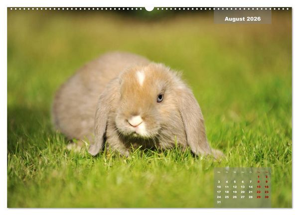 Produktbild: Kaninchen klein und putzig (Wandkalender 2026 DIN A2 quer), CALVENDO Monatskalender