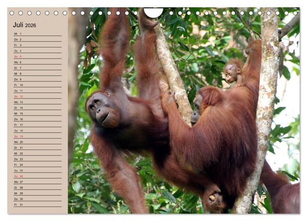 Produktbild: Orang-Utans (Wandkalender 2026 DIN A4 quer), CALVENDO Monatskalender