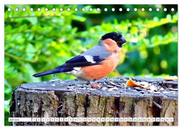 Produktbild: Herr und Frau Gimpel - Stammg&auml;ste im Garten (Tischkalender 2026 DIN A5 quer), CALVENDO Monatskalender