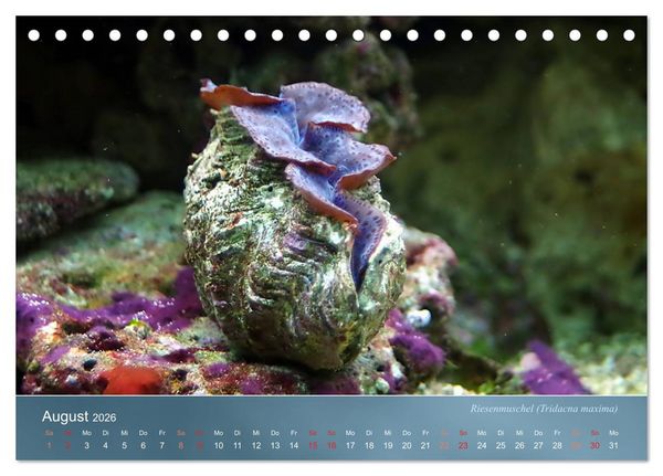Produktbild: Riffbewohner - Bunte Fische, Anemonen und noch viel mehr (Tischkalender 2026 DIN A5 quer), CALVENDO Monatskalender