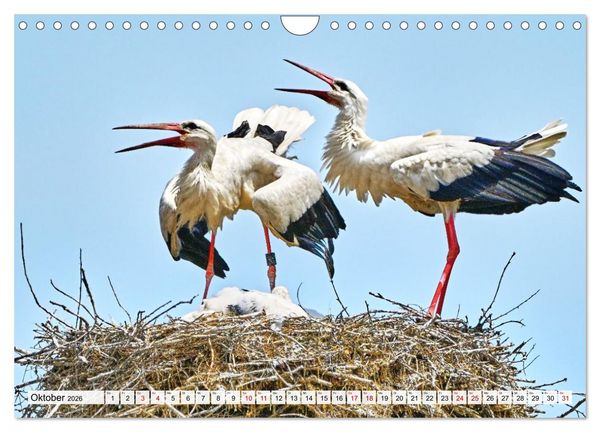 Produktbild: Eine Saison mit Familie Storch (Wandkalender 2026 DIN A4 quer), CALVENDO Monatskalender